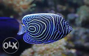 Black, Blue, And White Striped Fish