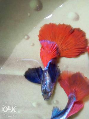 Blue And Red Guppy Fish