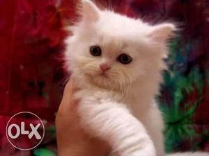 Blue Eyes Persian Kittens Available TruST Kennel Online Pets
