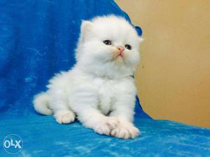 Blue eyes Persian Kitten for sale