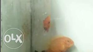 Breeding pair super red severum available
