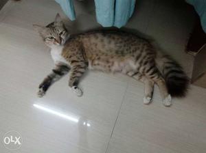 Brown Female Siberian cross Cat