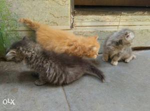 Brown, Orange, And Grey Tabby Kittens