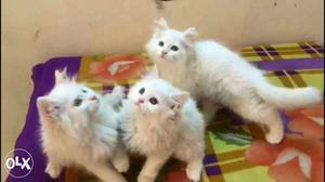 Cats for sale
