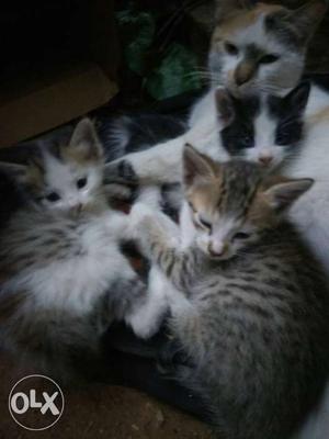 Cute, Healthy, disciplined, 1 month old, kittens