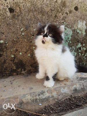 Cute Persian female kitten