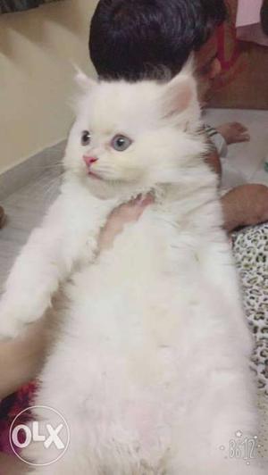 Cute and healthy persian kitten