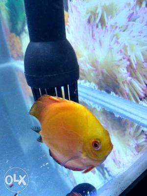 Discus 5 pice for sale