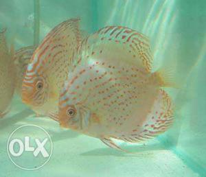 Discus Fish for sale