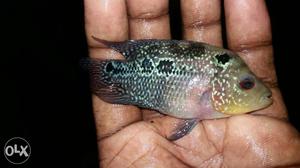 Dual tone Imported rk bloodline fry fr sale 2 inch...