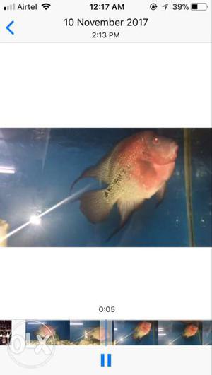 Fertile male big size Srd