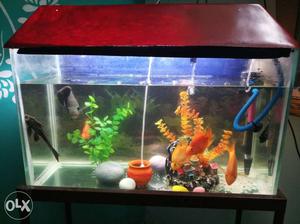 Fish Aquarium with cap 6 month purana h