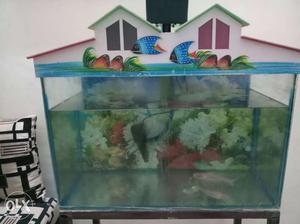 Fish Tank In Pune