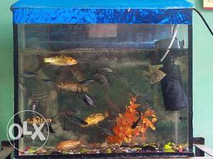 Fish aquarium  inch with fish net, stones &