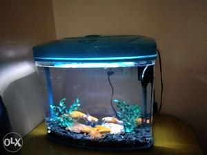 Fish tank with 7 golden fish want to sell only