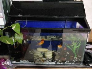 Fish tank with all needed accessories