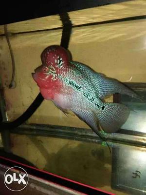 Flower horn fish 6inhes. activ and helthy. low price