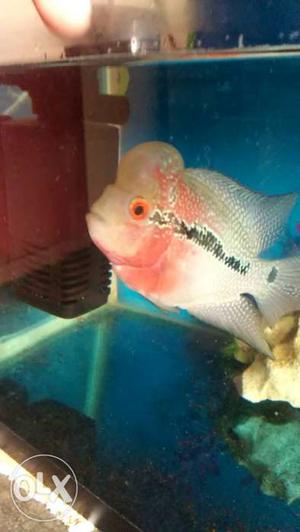 Flower horn fish male want to sale asap