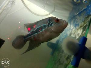 Flowerhorn Fish For Sale: Srd Female
