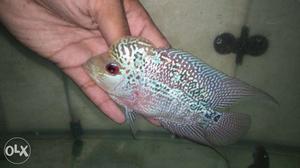Flowerhorn fish with great marking for sell in