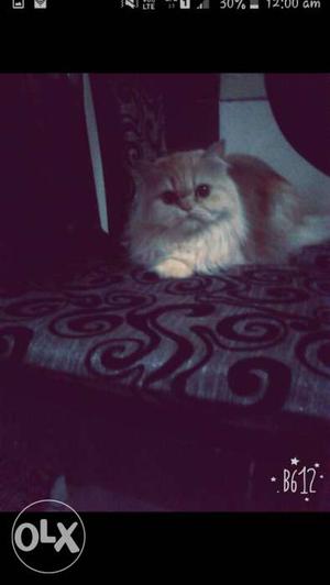 Golden persian cat for sell female punch face