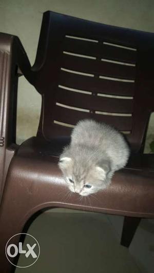 Gray And White Furry Kittens