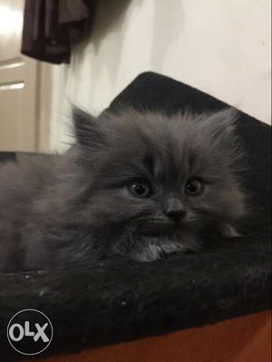 Gray Long Fur Persian Kitten