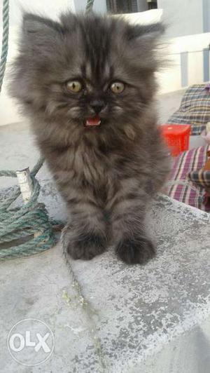 Gray colour persion kitten doll face for sale in