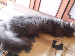 Grey female.persian cat. 18 months old. pregnant.