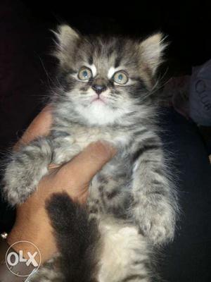 Grey & white mix colour persian kitten for sale