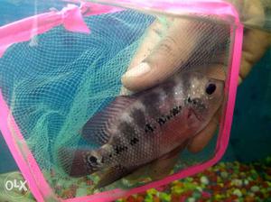 Headpop flowerhorn fish size 3". interested