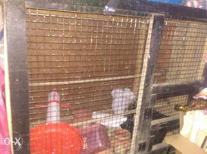 Hi guys I have cage for sale size 3=3.5 if any