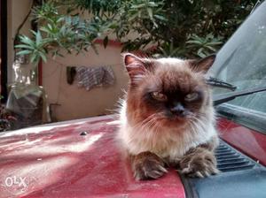 Himalayan male cat 2yrs old