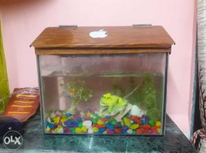 I want sell my fish tank with fish n all