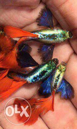 Imported F1gen Red platinum dumpo ear guppy fish