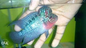 Imported Srd Flowerhorn, very active and healthy