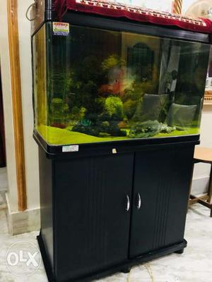 Imported aquarium with 13" flower horn for sale