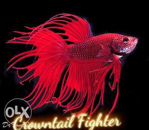 Imported crown tail betta 150 full-moon 250