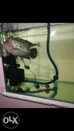 Kamfa Flowerhorn fish