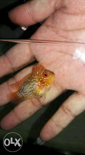 Less than 2 inch golden base Flowerhorn with hump