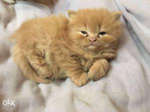 Long-coated Orange Kitten