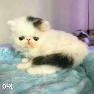 Long-coated White And Black Kitten