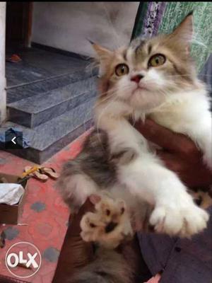 Long-fur White And Black Kitten