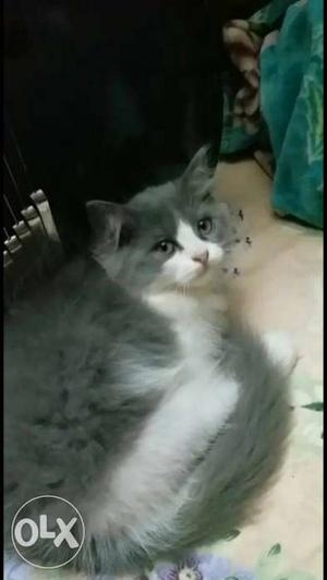 Long-fur White And Grey Cat