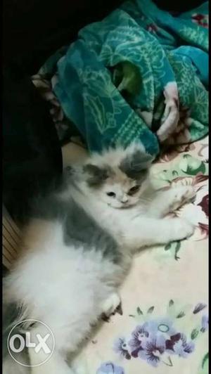 Long-fur White And Grey Kitten