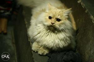 Long fur persian kitten male