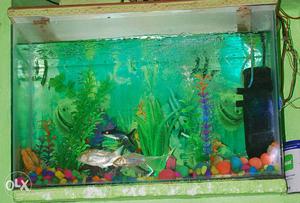 Machli Ghar aquarium