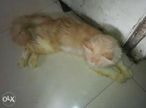 Male parsian cat pure breed 15 months double coat
