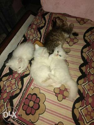 One Gray Kitten And Three White Kittens