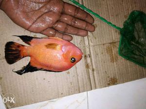 Orange And Black Scaled Fish